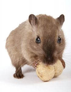 Just like you and me, mice should stick to peanuts, not drugs.