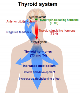 The workings of the thyroid system.