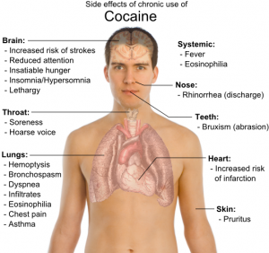 Cocaine's Effects on the Body