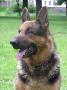 German Shepherds are often chosen to be drug sniffing dogs in the US.